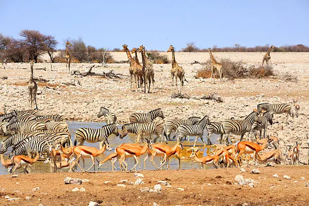 Photo of Vibran waterhole in Etosha