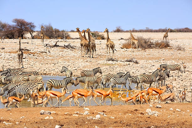 vibran waterhole in etosha - giraffe namibia africa animal imagens e fotografias de stock