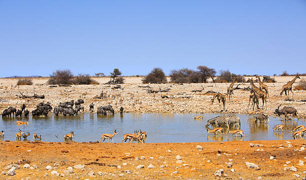 lebendiges wasserloch im etosha nationalpark - gemsbok antelope mammal nature stock-fotos und bilder