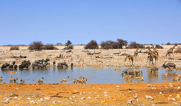 vibrant waterhole in etosha national park - giraffe namibia africa animal imagens e fotografias de stock