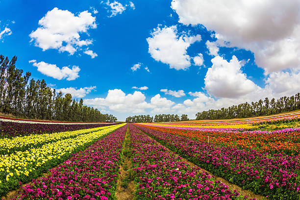 istock Farm field of fine flowers 609914122
