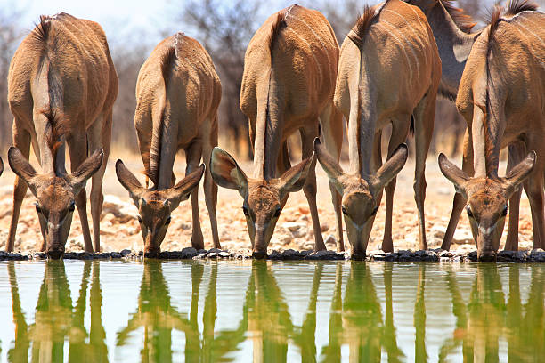 five female Kudu standing in a straight line with their heads down drinking from a waterhole with good reflection