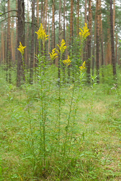 istock cute little flowers 609915316