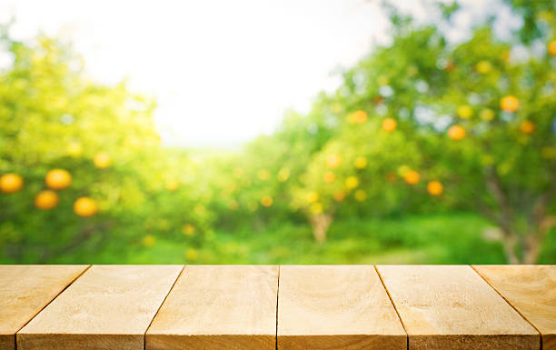 Wood table top with blur of orange garden farm. Wood table top with blur of orange garden farm in the morning.For montage product display or design key visual layout orchard stock pictures, royalty-free photos & images