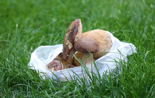 image of a Boletus edulis mushroom ,just harvested