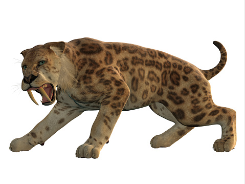 Saber-Tooth Tiger was an extinct large carnivore that lived worldwide during the Eocene to Pleistocene Eras.