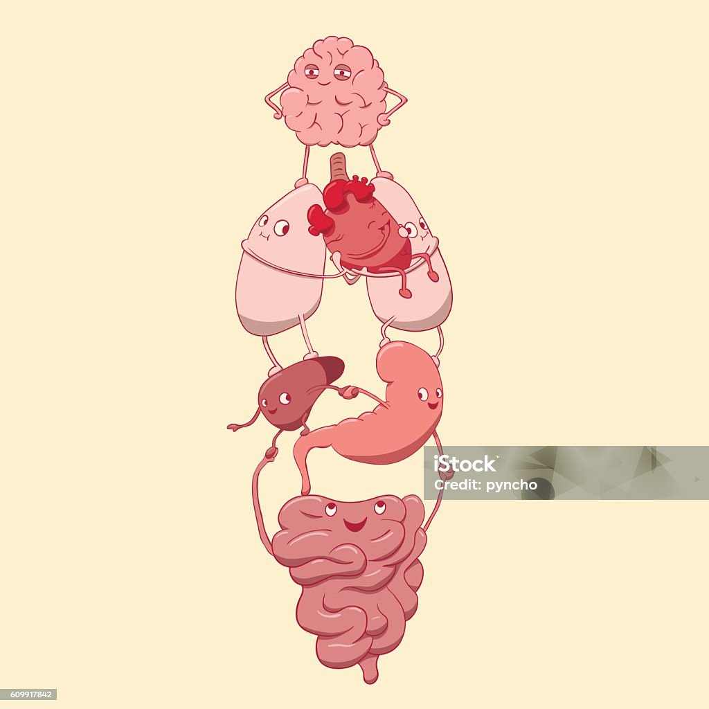cute internal organs are friendly and happy cute internal organs are friendly and happy.vector illustration Cartoon stock vector