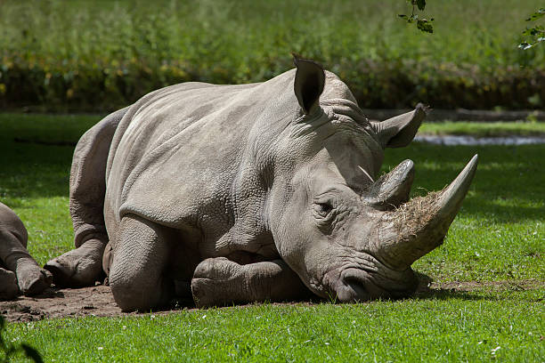 Southern white rhinoceros (Ceratotherium simum simum). Wildlife animal.