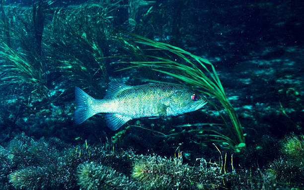 istock Suwannee Bass 14 609917988