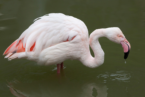 Greater flamingo (Phoenicopterus roseus). Wildlife animal.