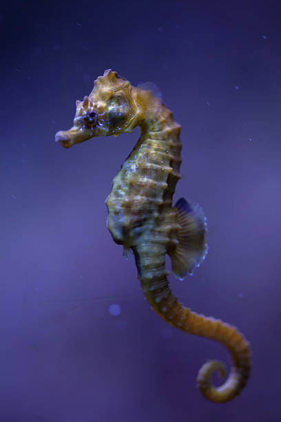 short-snouted seahorse (hippocampus hippocampus). - snouted imagens e fotografias de stock