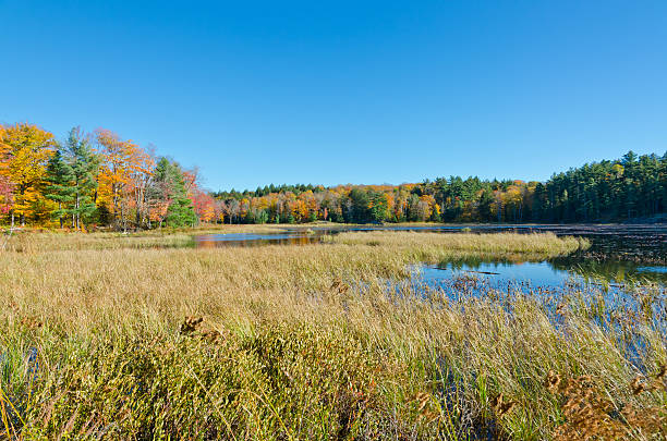 istock Sunrise above forest lake 609918790