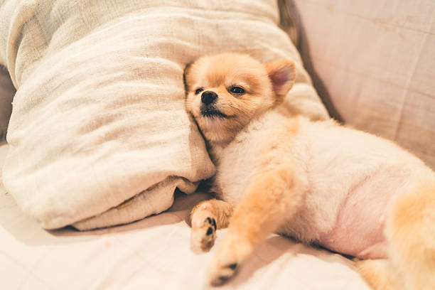 Cute pomeranian dog sleeping on pillow on bed Cute pomeranian dog sleeping on pillow on bed, with copy space plush bear stock pictures, royalty-free photos & images