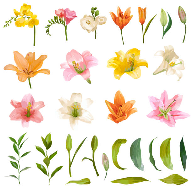 Vintage Lily and Rose Flowers Set - Watercolor Style vector art illustration