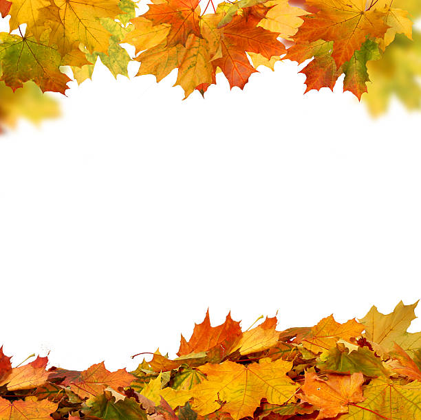 istock Pile of autumn maple colored leaves isolated on white background 609920412