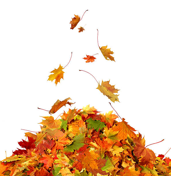 istock Pile of autumn maple colored leaves isolated on white background 609920540