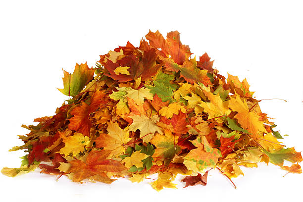 pile of autumn maple colored leaves isolated on white background - heap imagens e fotografias de stock