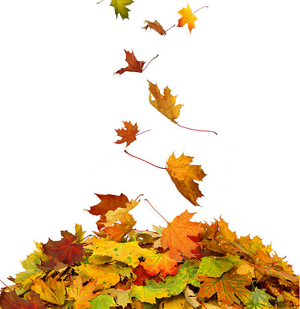 istock Pile of autumn maple colored leaves isolated on white background 609921274