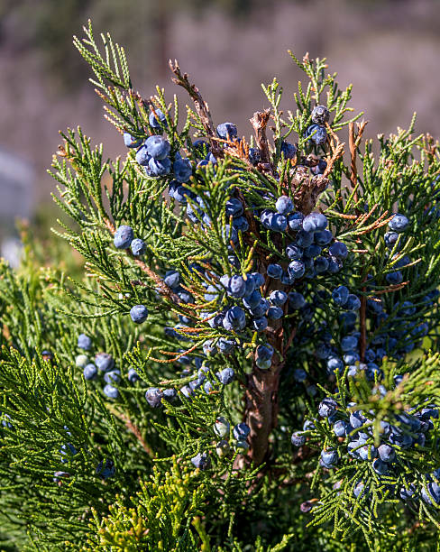 The close up of cone -berry-like - Juniperus excelsa The close-up of cone - berry-like - Juniperus excelsa, commonly called the Greek Juniper. This blue berries are used as spices and in herbal medicine. juniperus excelsa stock pictures, royalty-free photos & images
