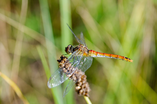 Dragonfly on a blurred grass background. Close up. Focus on head