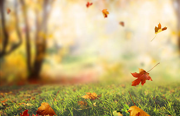 istock Beautiful  landscape with yellow trees,green grass and sun. Colo 609921852