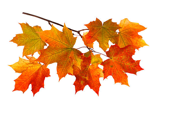 istock Branch of autumn maple leaves isolated on white background 609922392