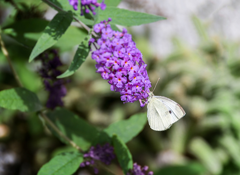Pieris rapae, the small white, or cabbage white, is a small- to medium-sized butterfly from the family Pieridae. It is also known as the small cabbage white. On this picture the butterfly is feeding on nectar from Buddleia flower.