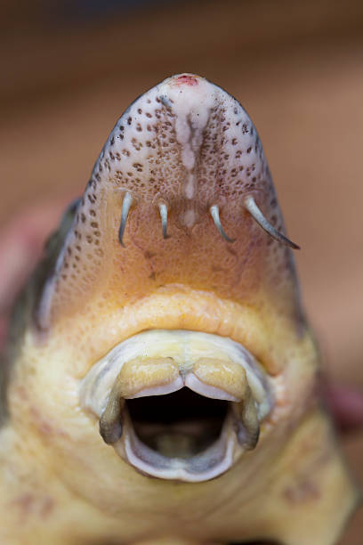 istock Close up view of sturgeon fish mouth 609929036