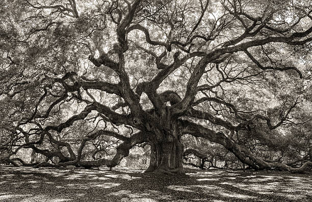 Creepy Tree in Old forest Old, scary, spooky, forest with trees that are 1000 years old, Charleston SC charleston south carolina photos stock pictures, royalty-free photos & images