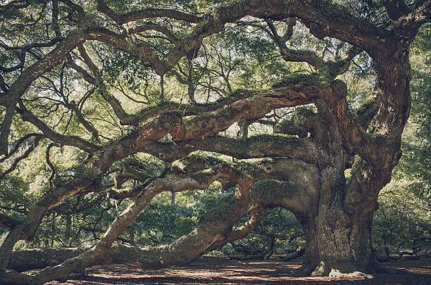 Big, unique live angle oak tree in spooky forest  Charleston south Carolina