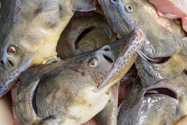 istock Close up view of sturgeon fish pieces. Ready for cooking 609930186