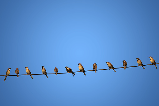 a group of birds on a power  line concept of risk