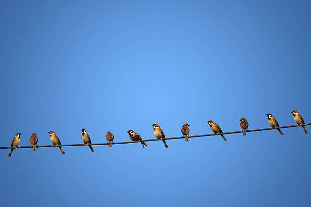 group of birds on a power  line concept of risk a group of birds on a power  line concept of risk highlining stock pictures, royalty-free photos & images