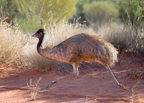 South African ostrich (Struthio camelus australis) in !Karas region
