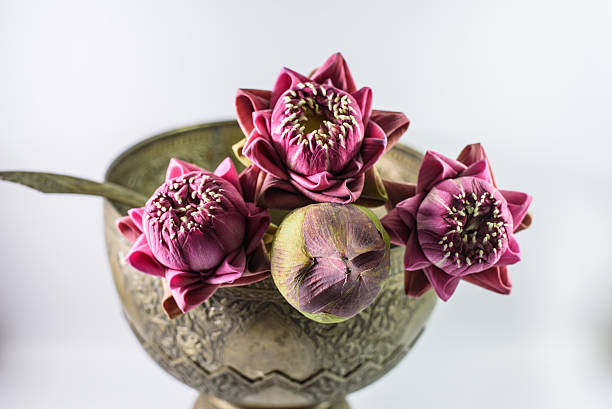 pink lotus flowers in bowl,that lotus petals are folded