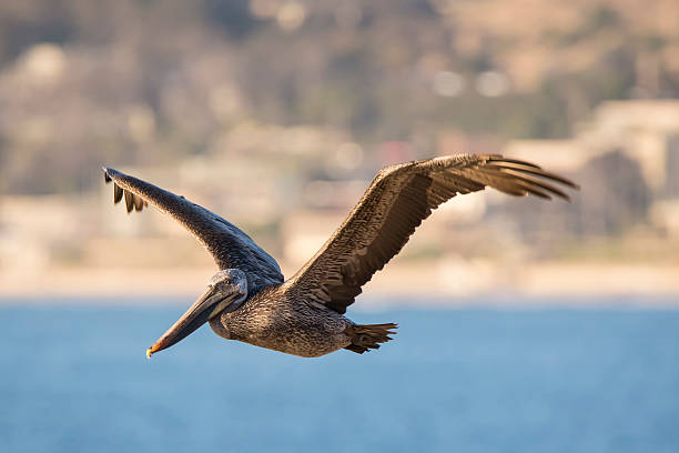 California Brown Pelican A California Brown Pelican glides along the cliffs of the Pacific Coast. brown pelican stock pictures, royalty-free photos & images