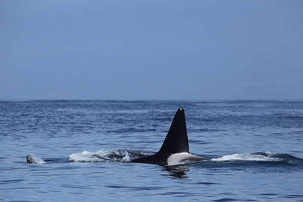 istock Killer Whales swimming in Monterey Bay 609937018