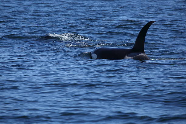istock Killer Whales swimming in Monterey Bay 609937660