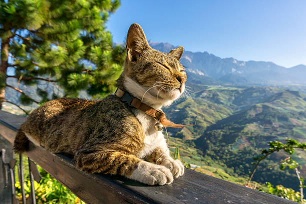 Cat sitting and closes eyes, sunbathing