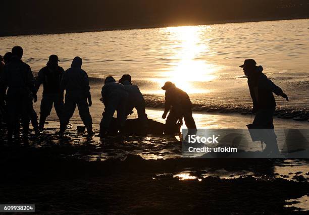 The Volunteers To Clean Up Oil Stock Photo - Download Image Now - Accidents and Disasters, Letter - Document, Beach