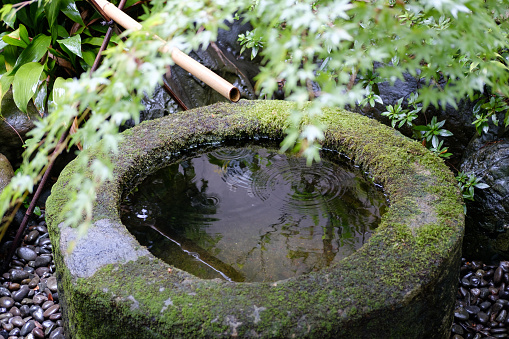 Japan - Kamakura - Pond with Japanese carp Koï