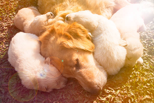 istock The Golden puppy is sleeping. 609939128