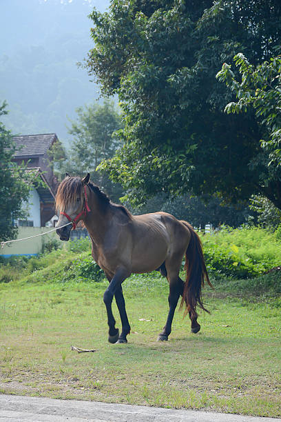 istock Horse is walking on the grass with nature background 609940704