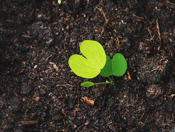 istock Top view, green plant growth on soil 609941732