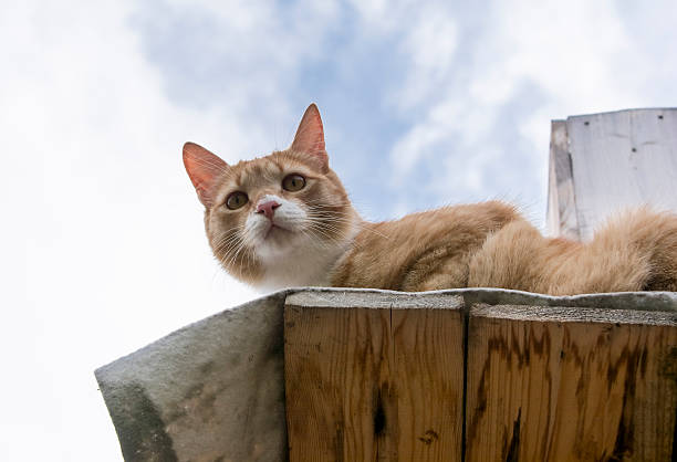 istock Ginger cat on wooden balcony 609943972