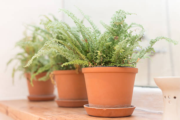 istock Fern in vase on wood table,Selective focus 609946046