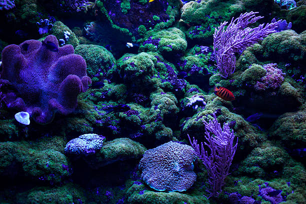 istock Colourful coral reefs and on the bottom. 609946212