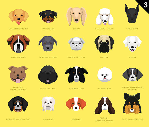 Dog Faces Icon Cartoon 3 Dog Faces EPS10 File Format american pit bull terrier stock illustrations
