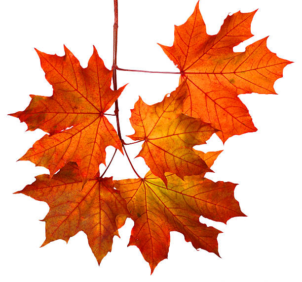 istock Branch of autumn maple leaves isolated on white background 609948310