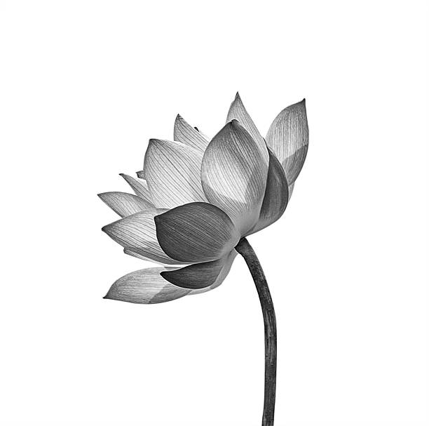 istock Lotus flower isolated on white background. 609948454